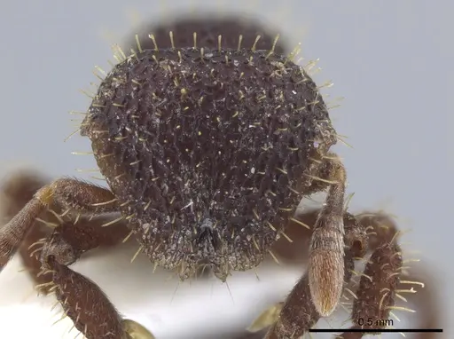 Calyptomyrmex ryderae specimen