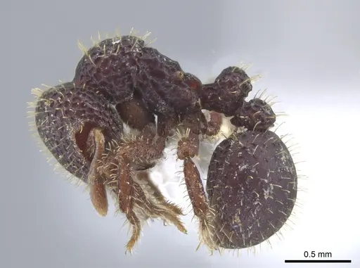 Calyptomyrmex ryderae specimen