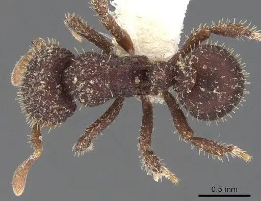 Calyptomyrmex ryderae - CASENT0900998