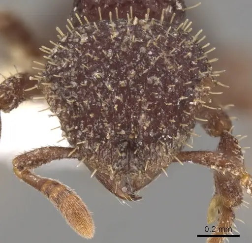Calyptomyrmex ryderae - CASENT0900998