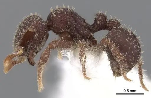Calyptomyrmex ryderae - CASENT0900998