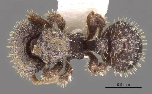 Calyptomyrmex sabahensis specimen
