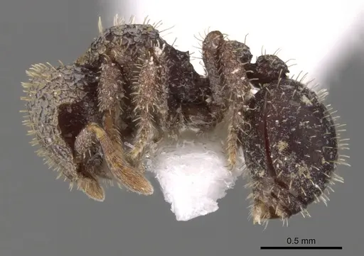 Calyptomyrmex sabahensis specimen