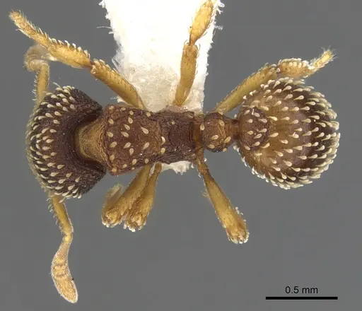 Calyptomyrmex shasu specimen