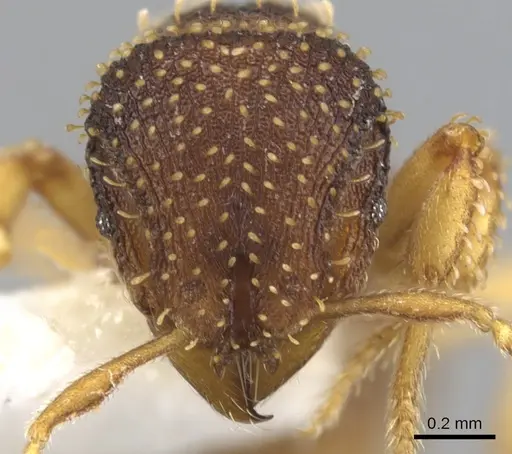 Calyptomyrmex shasu specimen
