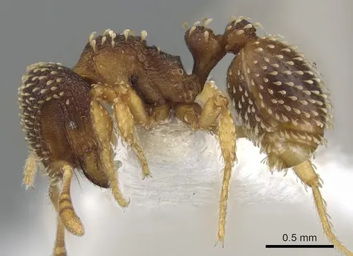 Calyptomyrmex shasu - CASENT0900990