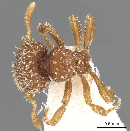 Calyptomyrmex singalensis specimen