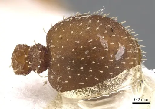 Calyptomyrmex singalensis specimen