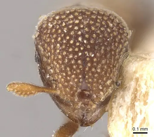 Calyptomyrmex stellatus specimen