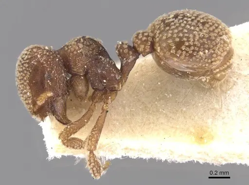 Calyptomyrmex stellatus specimen