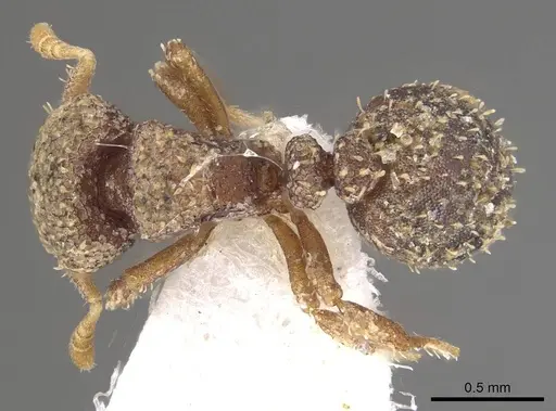 Calyptomyrmex tamil specimen