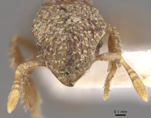 Calyptomyrmex tamil specimen