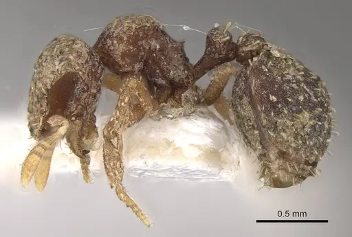 Calyptomyrmex tamil specimen