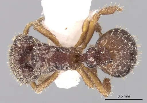 Calyptomyrmex vedda specimen