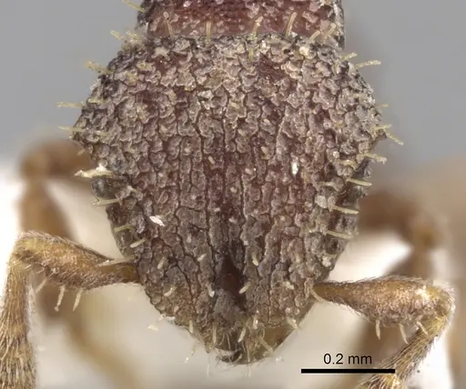 Calyptomyrmex vedda specimen