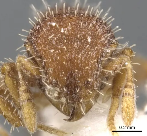 Calyptomyrmex wittmeri specimen