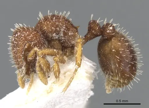 Calyptomyrmex wittmeri specimen