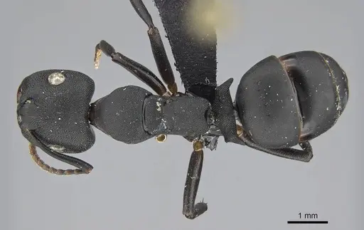 Camponotus aberrans specimen