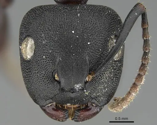 Camponotus aberrans specimen