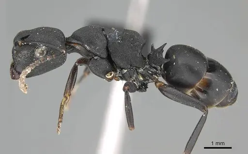 Camponotus aberrans specimen