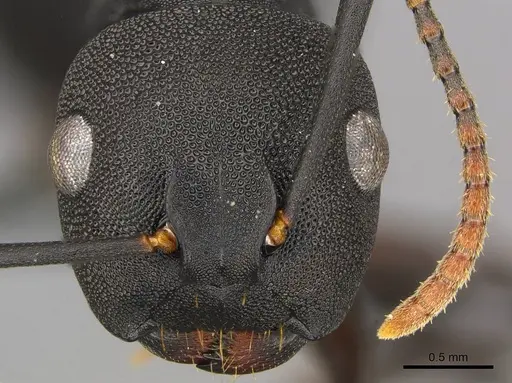 Camponotus aberrans - CASENT0250082