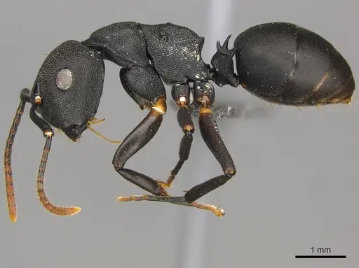 Camponotus aberrans - CASENT0250082