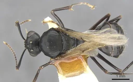 Camponotus aberrans - CASENT0903475