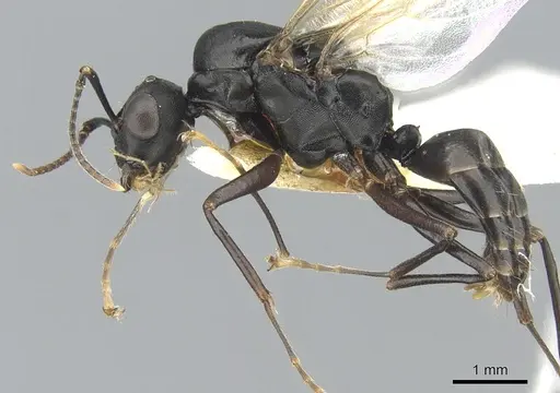 Camponotus aberrans - CASENT0903475