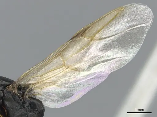 Camponotus aberrans - CASENT0903475