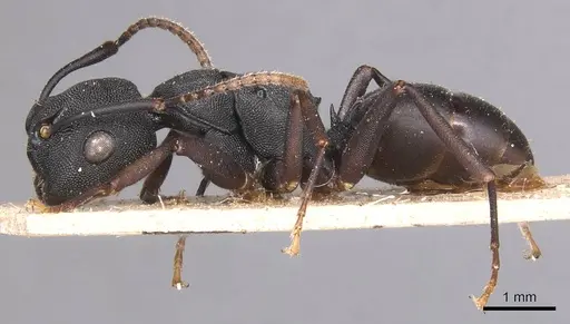 Camponotus aberrans - CASENT0905182