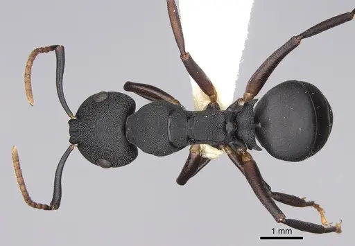 Camponotus aberrans - CASENT0906849