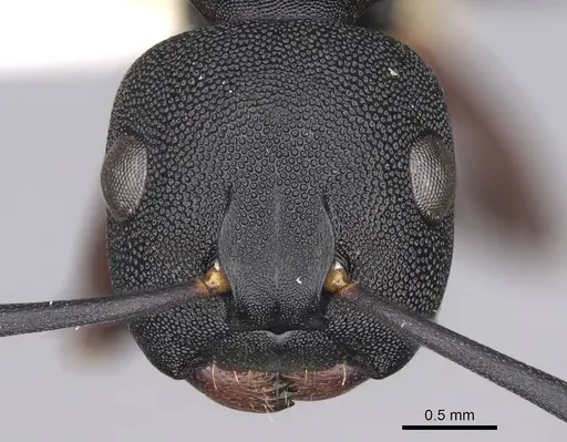 Camponotus aberrans - CASENT0906849