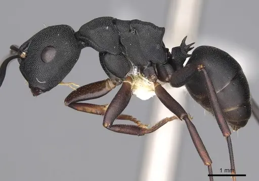 Camponotus aberrans - CASENT0906849