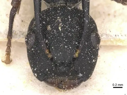 Camponotus aberrans - CASENT0912088