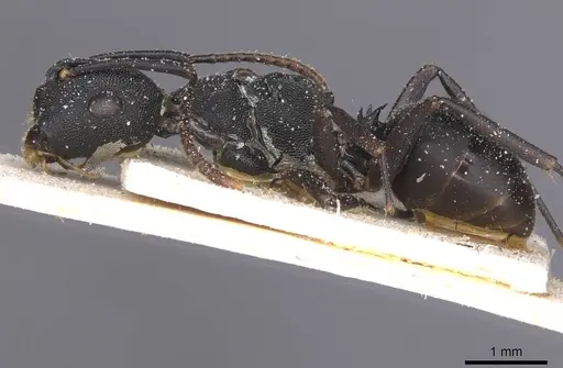 Camponotus aberrans - CASENT0912088