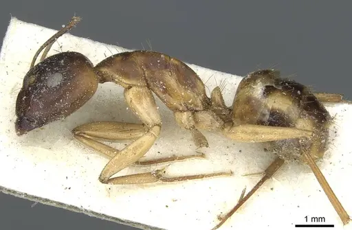 Camponotus abjectus specimen
