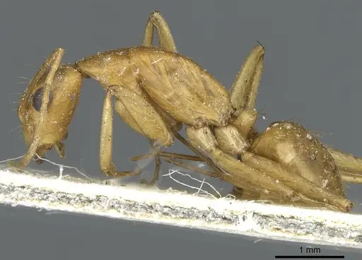 Camponotus abjectus - CASENT0911884