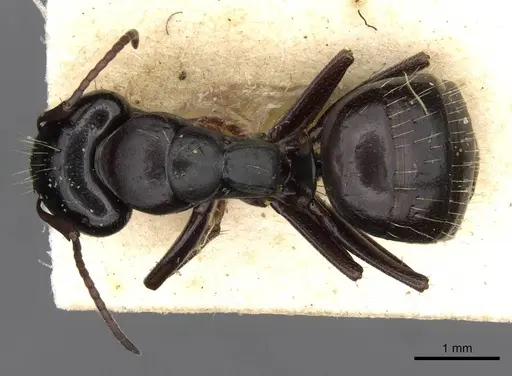 Camponotus abrahami specimen