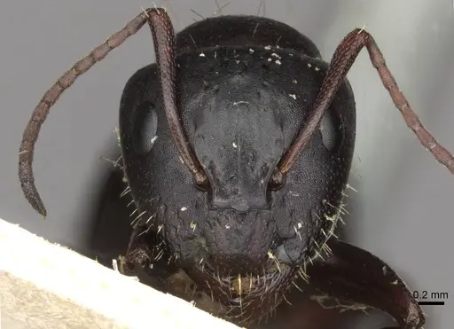 Camponotus abrahami specimen