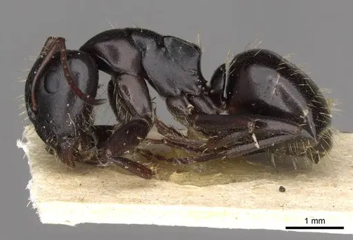 Camponotus abrahami specimen