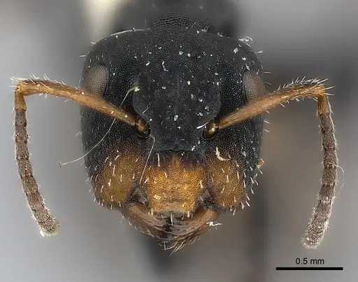 Camponotus abscisus specimen