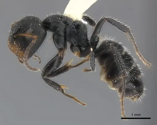 Camponotus abscisus specimen