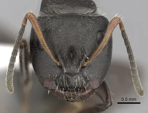 Camponotus abscisus - CASENT0280100