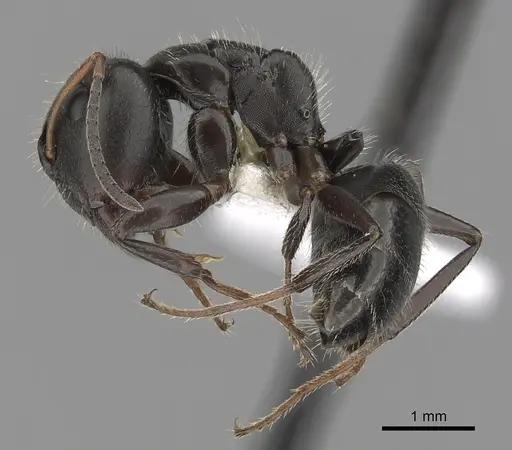 Camponotus abscisus - CASENT0280100