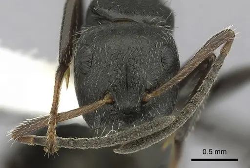 Camponotus abscisus - CASENT0280101