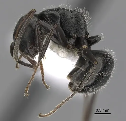 Camponotus abscisus - CASENT0280101