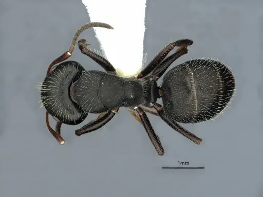 Camponotus abscisus - CASENT0882061