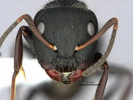 Camponotus abscisus - CASENT0882061