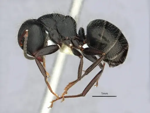 Camponotus abscisus - CASENT0882061