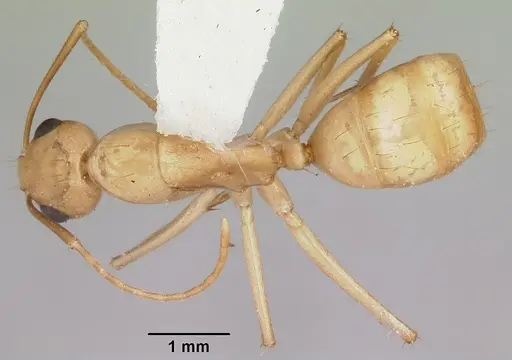 Camponotus absquatulator specimen